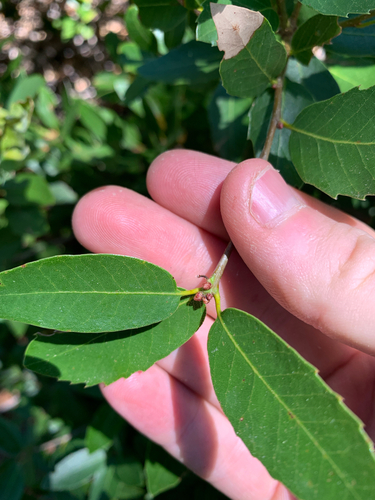 Quercus chrysolepis × vacciniifolia