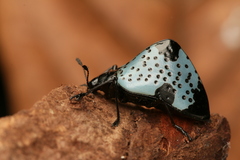 Cypherotylus dromedarius