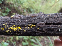 Exidia novozealandica