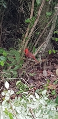 Cardinalis cardinalis saturatus