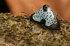 Cypherotylus dromedarius
