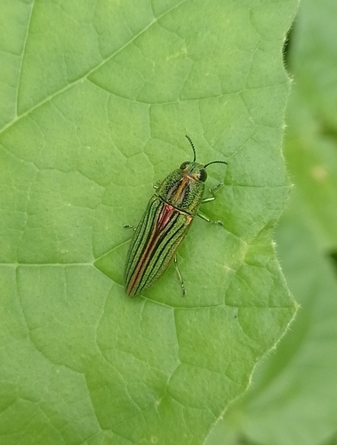 Agaeocera gigas (Agaeocera gigas)