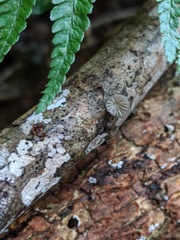 Hohenbuehelia cyphelliformis