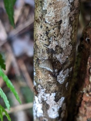 Hohenbuehelia cyphelliformis