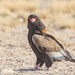 Bateleur - Photo (c) Di Franklin, some rights reserved (CC BY-ND)