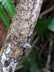 Hohenbuehelia cyphelliformis