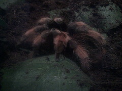 Brachypelma