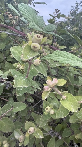 Lonicera iberica, photograph 4