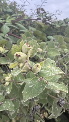 Lonicera iberica, photograph 5