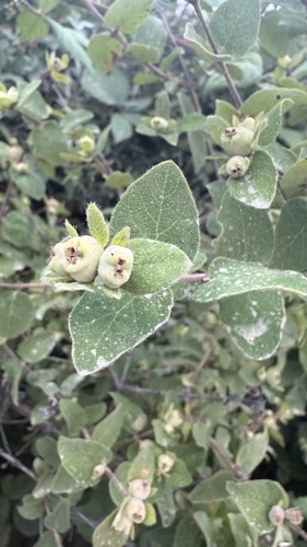 Lonicera iberica, photograph 6