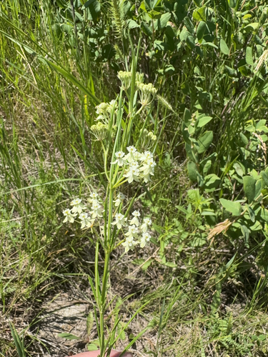 whorled milkweed