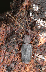 Uleiota dubia