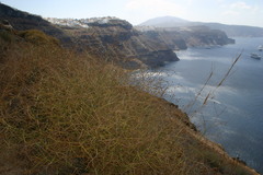 Convolvulus dorycnium