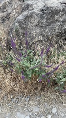 Teucrium hircanicum, photograph (c) Afanasovich Alexey, some rights reserved (CC BY)
