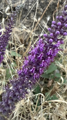 Teucrium hircanicum, photograph 6