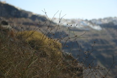 Convolvulus dorycnium