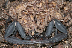 Tityus obscurus