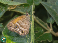 Pharneuptychia phares