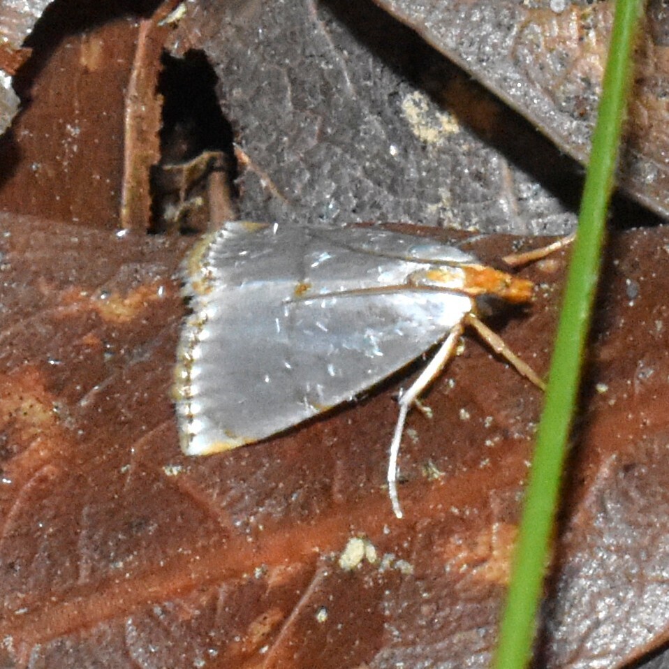 Mother-of-Pearl Moth