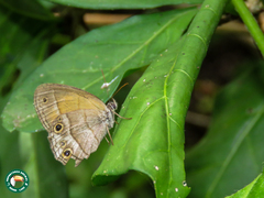 Pharneuptychia phares