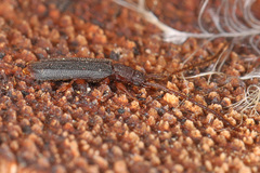 Uleiota dubia