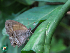 Pharneuptychia phares