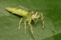 Itata