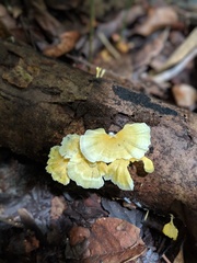 Cotylidia aurantiaca