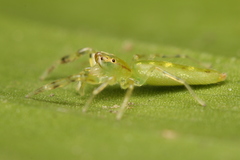 Itata