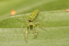 Itata