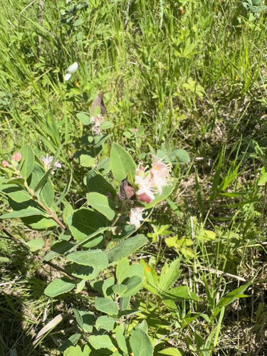 Western Snowberry