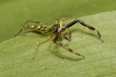 Itata