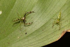 Itata