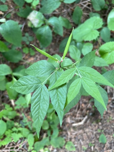Pale Vetch (Vicia oroboides)