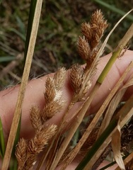 Carex tribuloides