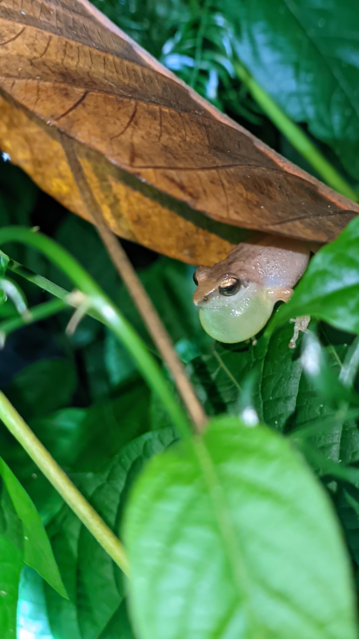 Wynaad Brown Eared Shrub Frog