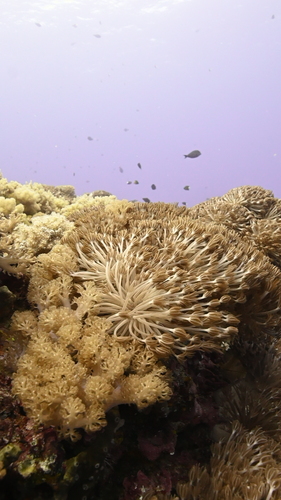 Unomia stolonifera observed 2025-06-18
