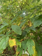Clethra acuminata