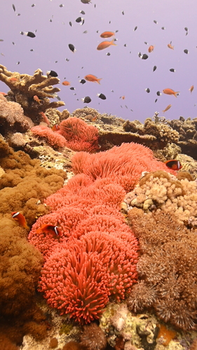 Bubble-tip Anemone, Green Island, Lvdao Township, Taitung County, Taiwan 951, photo 9 of 10