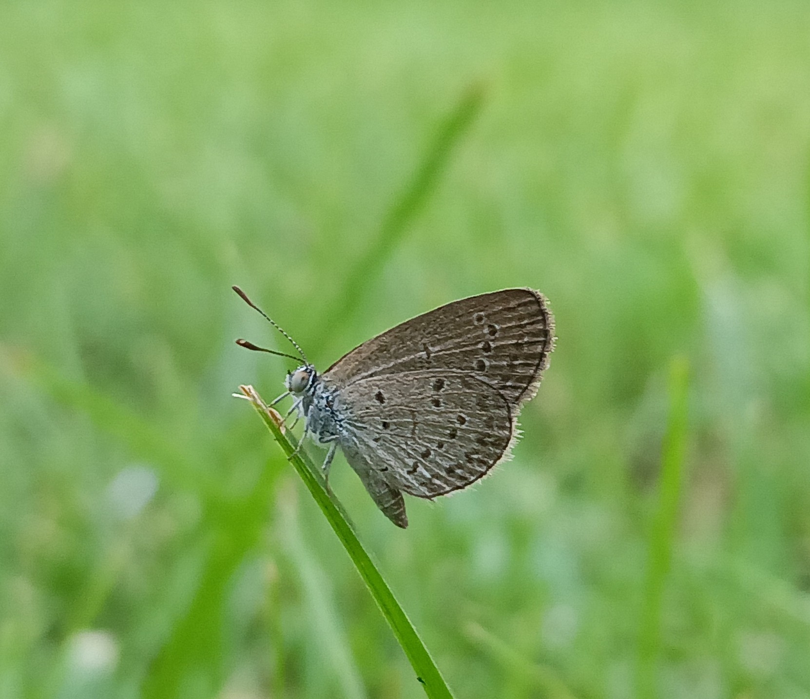 Lesser Grass Blue