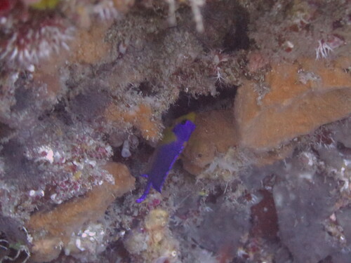Blue-backed angelfish (Centropyge venusta) — Pomacanthidae