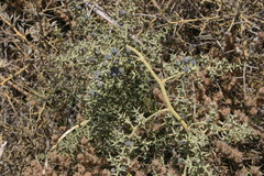 Asparagus aphyllus orientalis