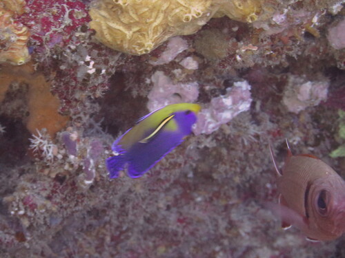 Blue-backed angelfish (Centropyge venusta) — Pomacanthidae — 5