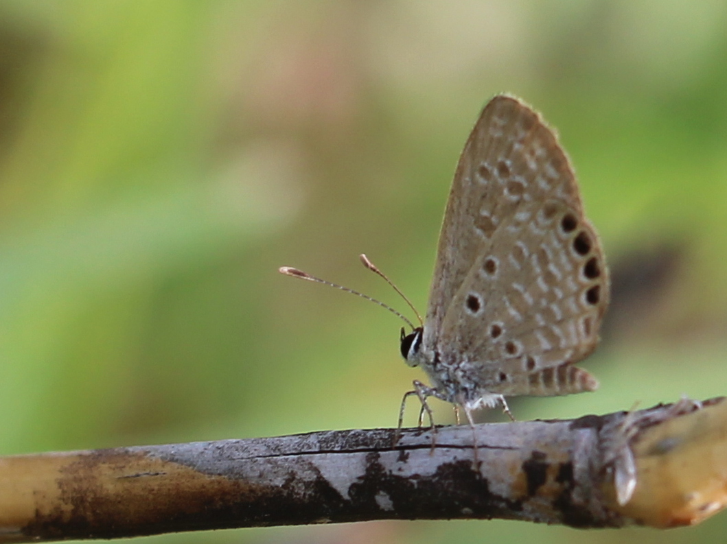 Black-Spotted Grass Jewel