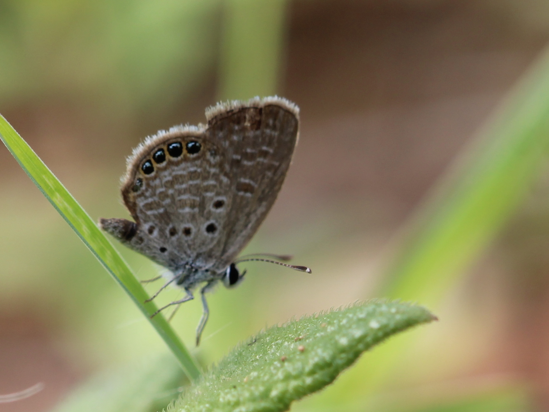 Black-Spotted Grass Jewel