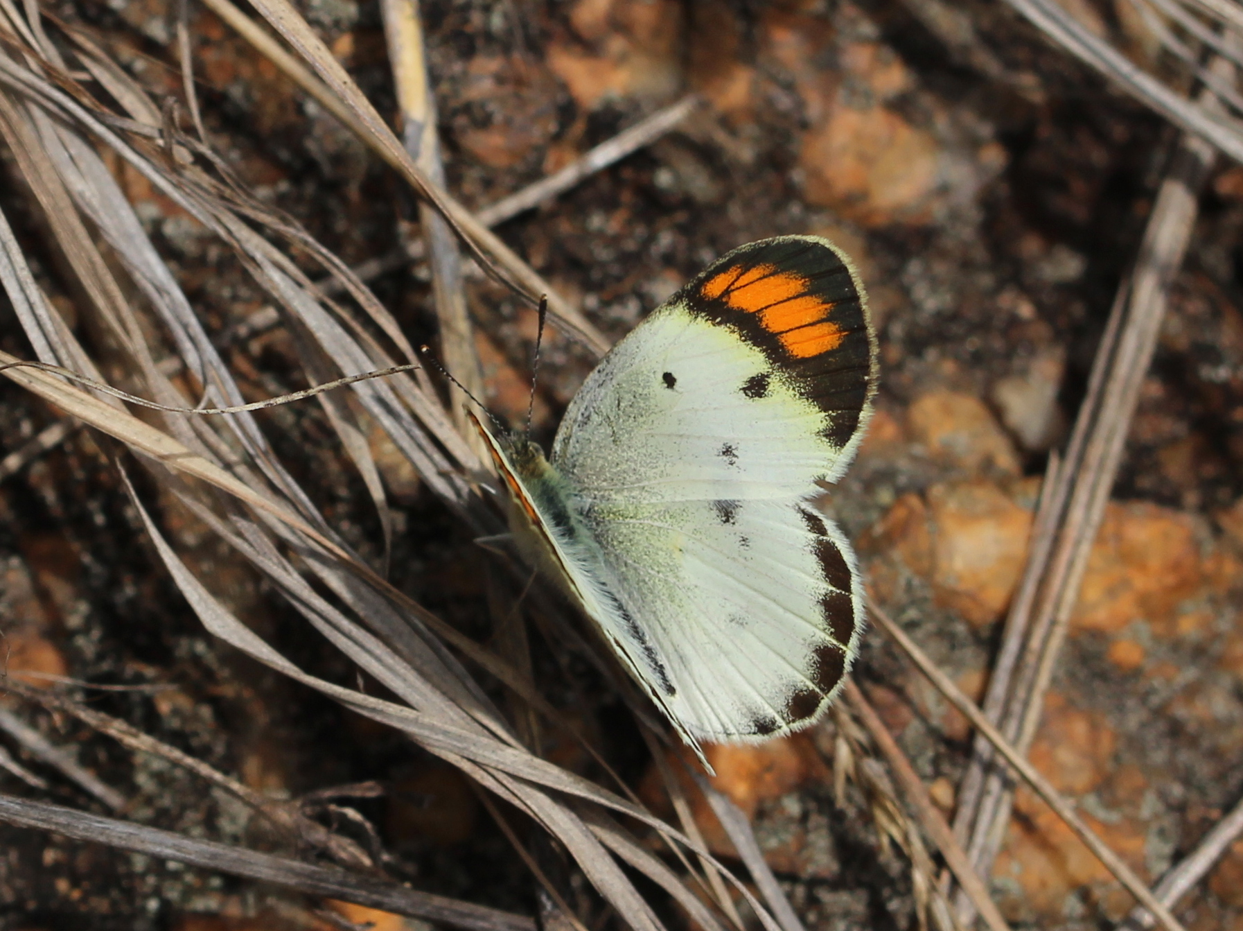 Little Orange-Tip