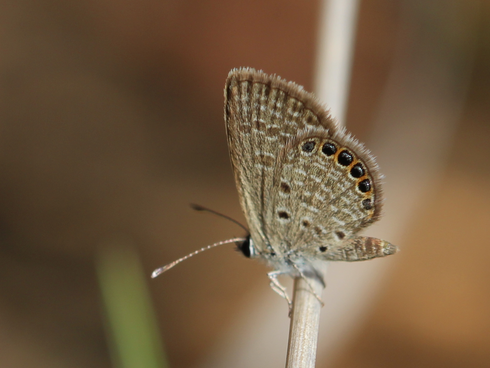 Black-Spotted Grass Jewel