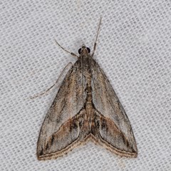 Evergestis obliqualis