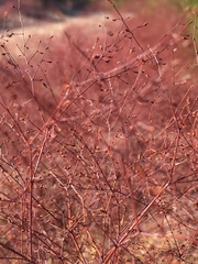 Eriogonum parishii
