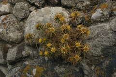 Carlina graeca